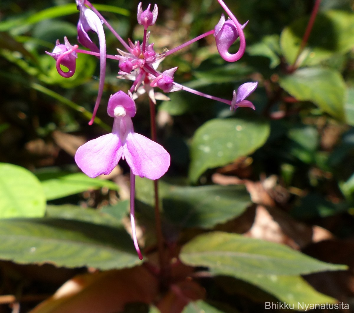 Impatiens arnottii Thwaites